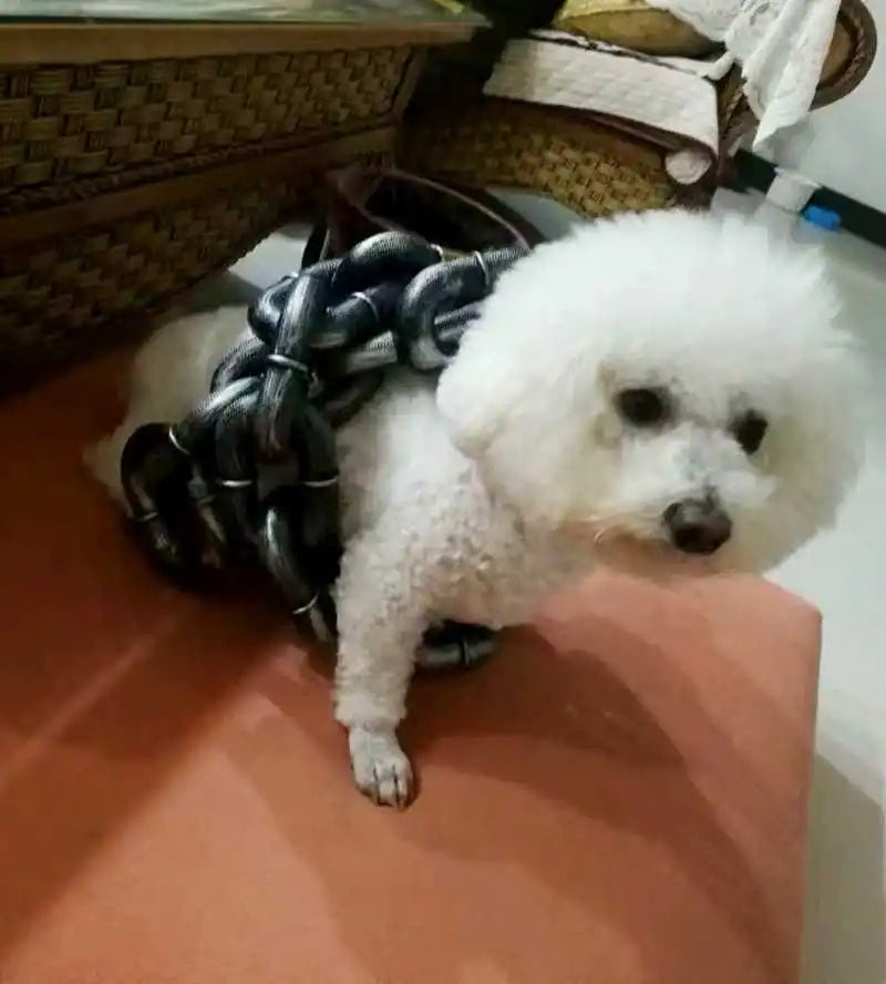 Simulation Iron Chain